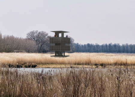 Elevated Observation Tower Crafted with Weathering Steel and Timber in a Coastal Wetland