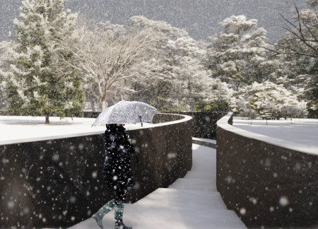 Curvilinear Black Granite Memorial Integrating Natural Canopy for Reflective Remembrance